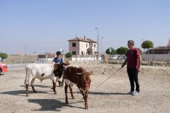 Bueyada infantil